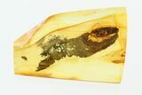 Fossil Cockroach (Blattoidea) In Baltic Amber - Rare! #270591-2